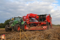 Harvesting potatoes