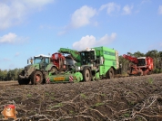 Aardappelen rooien met houbraken