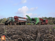 Aardappelen rooien met houbraken