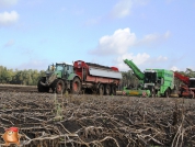 Aardappelen rooien met houbraken