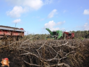 Harvesting potatoes