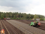 Harvesting potatoes