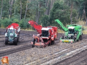 Aardappelen rooien met houbraken