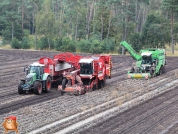 Harvesting potatoes