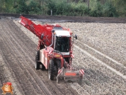 Harvesting potatoes