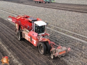 Harvesting potatoes