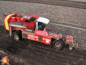 Harvesting potatoes