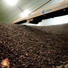 Berston hallevuller bij van den borne aardappelen