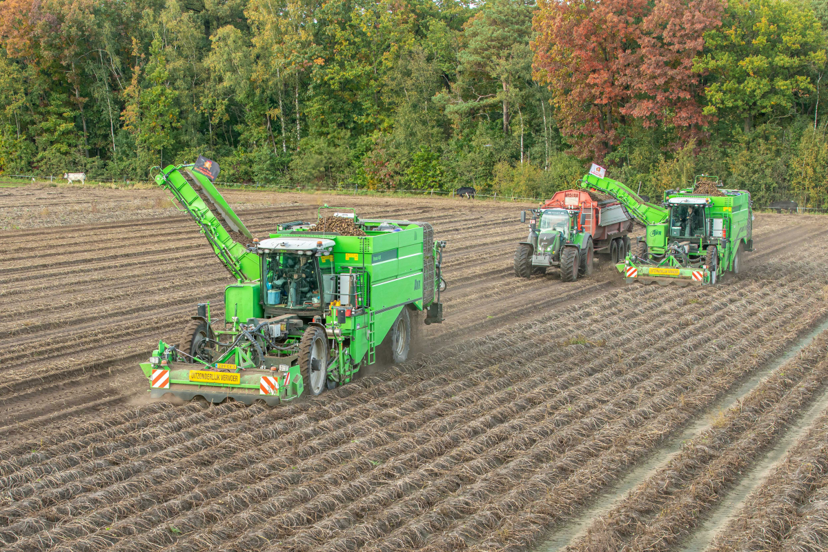 Harvesting potatoes