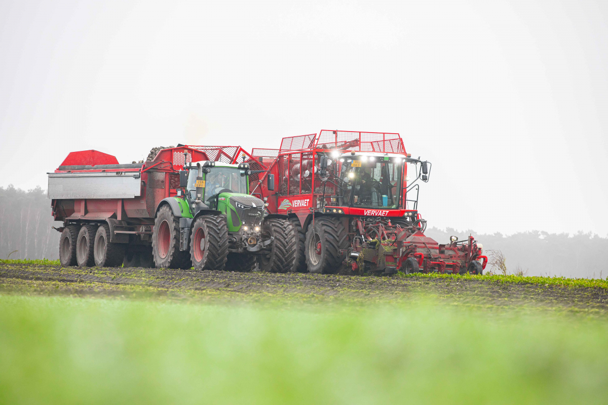 Sugar beets harvest