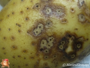 Bacterieel natrot