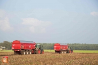 Harvesting potatoes