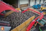 Rübenroden bei van den Borne aardappelen