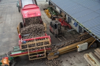 Rübenroden bei van den Borne aardappelen