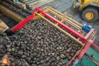Rübenroden bei van den Borne aardappelen