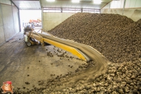 Sugar beets harvest at van den Borne aardappelen