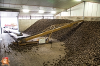 Sugar beets harvest at van den Borne aardappelen