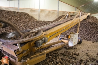 Rübenroden bei van den Borne aardappelen