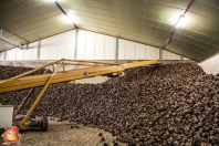 Sugar beets harvest at van den Borne aardappelen