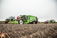 Kartoffelroden bei van den Borne Aardappelen.