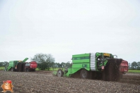 Kartoffelroden bei van den Borne Aardappelen.