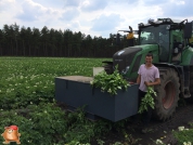 Stage ervaringen Lars Horsten bij van den Borne aardappelen