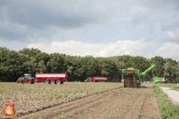 Harvesting potatoes