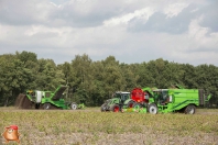 Harvesting potatoes