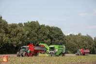 Harvesting potatoes