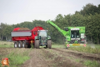 Harvesting potatoes