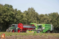 Harvesting potatoes