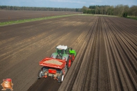 Planting potatoes