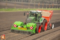 Planting potatoes