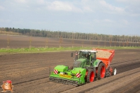 Planting potatoes