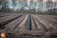 Planting potatoes