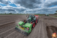 Planting potatoes