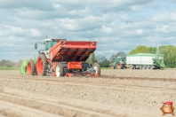 Planting potatoes