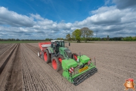 Planting potatoes