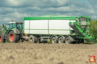 Planting potatoes