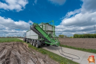 Planting potatoes