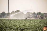 Beregenen 2017 bij Van den Borne aardappelen