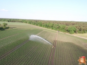 Beregnen bei van den Borne aardappelen