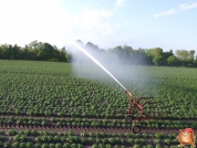 Beregnen bei van den Borne aardappelen