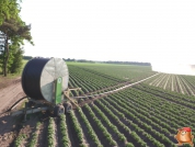 Beregnen bei van den Borne aardappelen