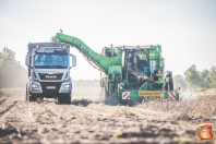 Harvesting potatoes