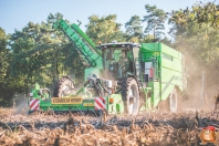 Harvesting potatoes