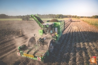 Harvesting potatoes