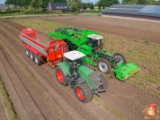 Harvesting potatoes