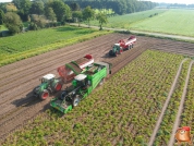 Harvesting potatoes