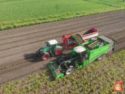 Harvesting potatoes